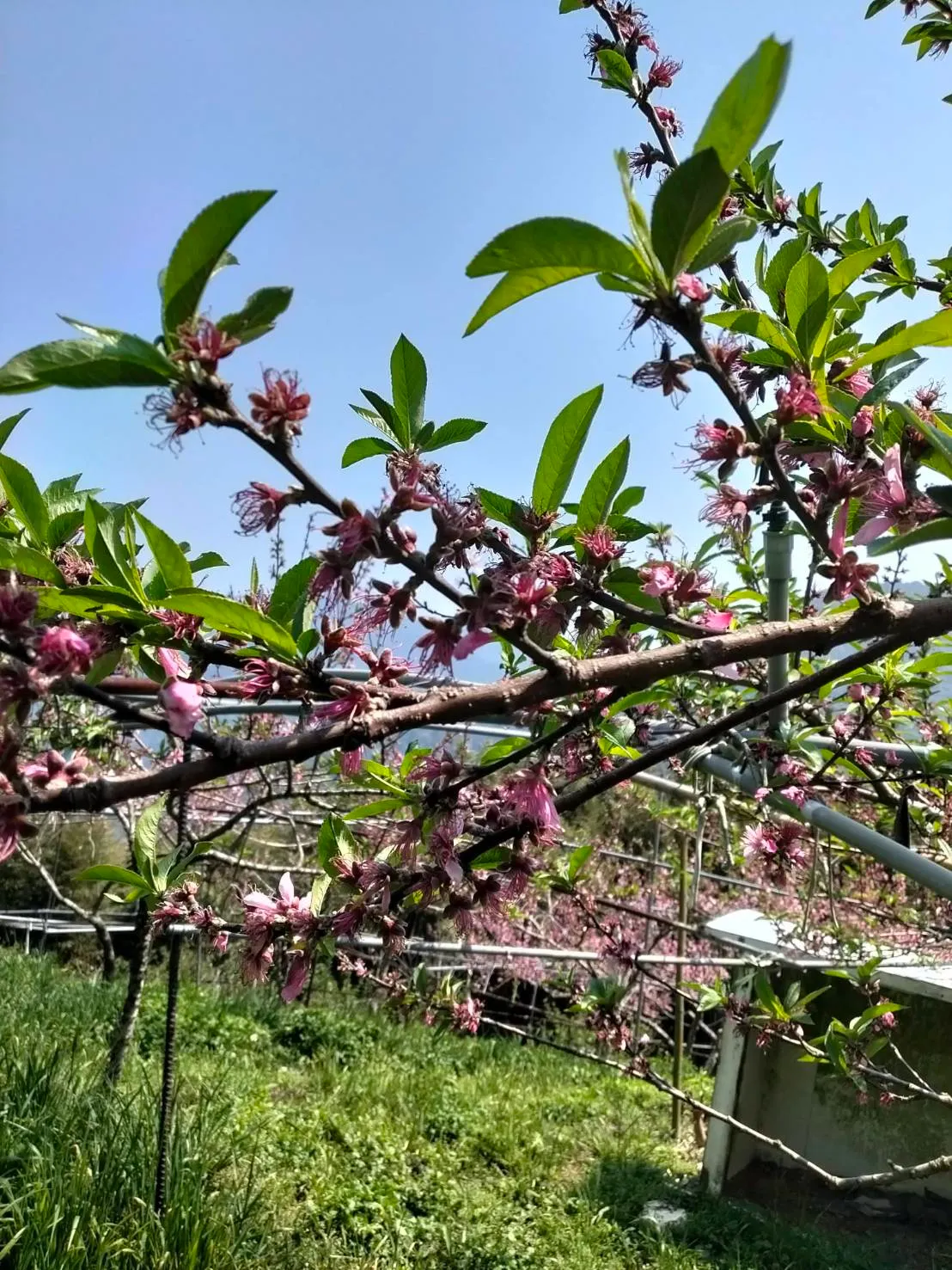 水蜜桃花期：冬末春初的山林之美