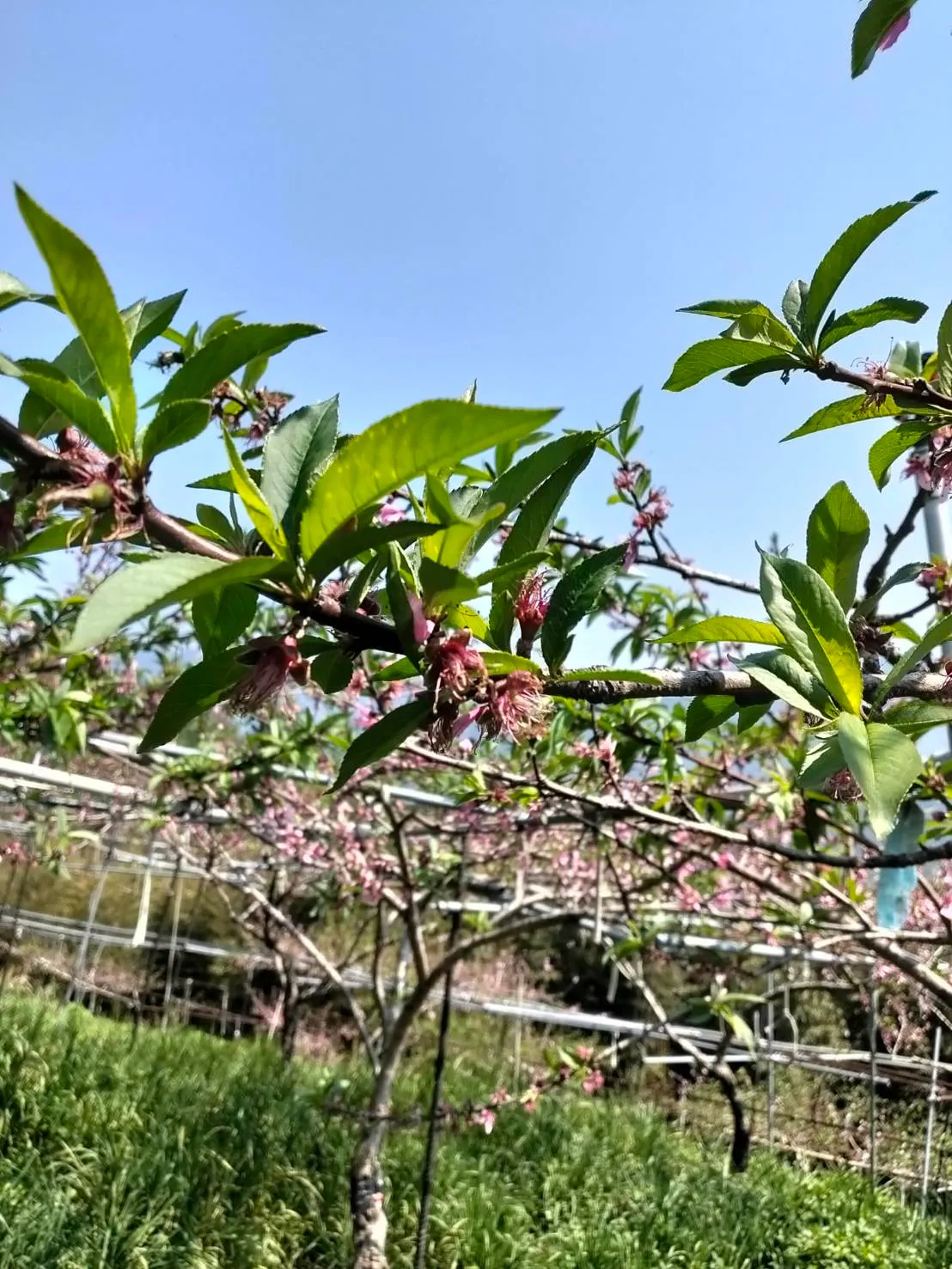〈昨晚的雨落在桃花上——今年的早生品種，讓我笑出來〉