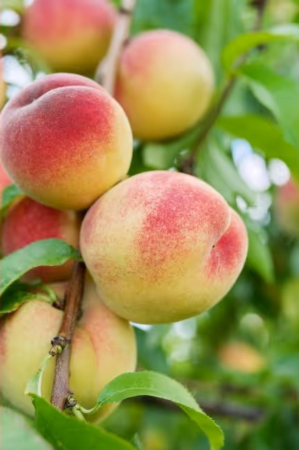 拉拉山水蜜桃果園景色