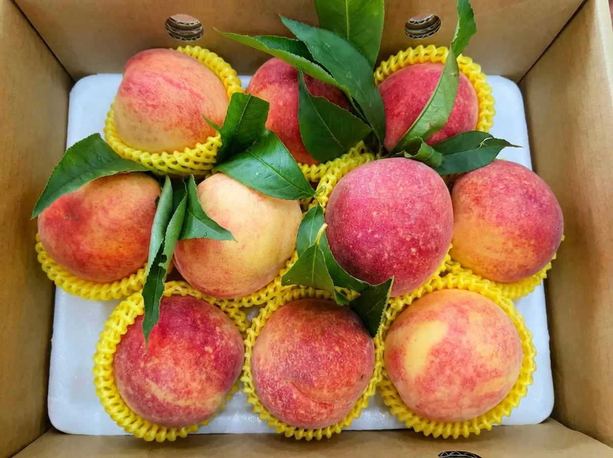 豪華豐盛 10 粒裝禮盒