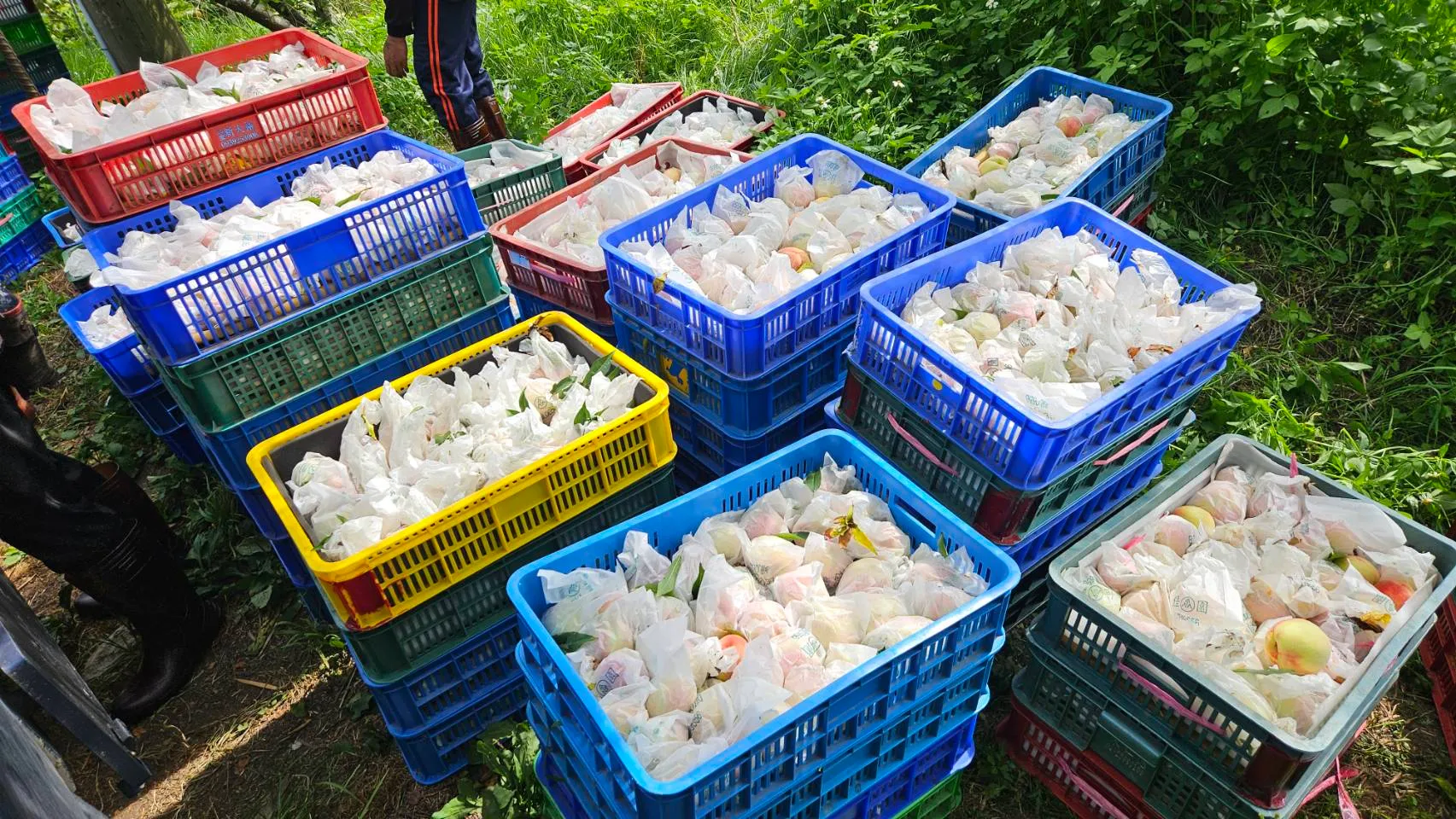 〈梅雨來了，阿義老實說：下雨真的會讓桃子變淡〉