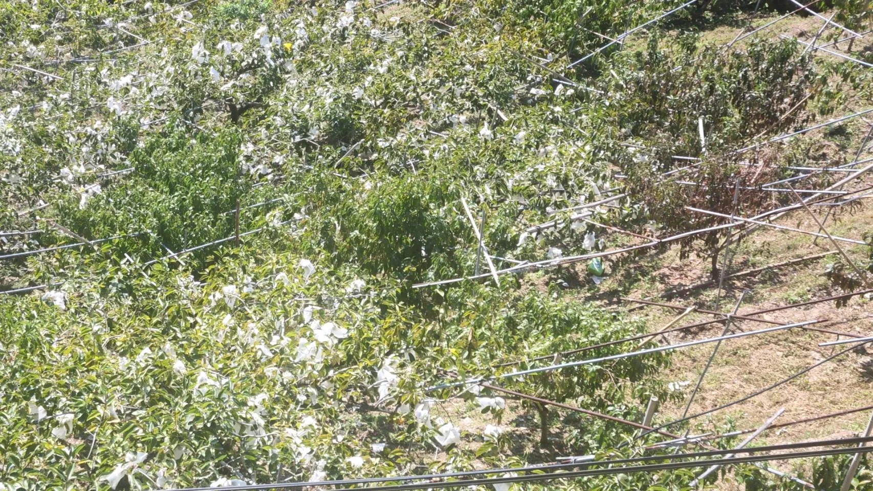 〈花瓣落盡，第一次看到小果實〉