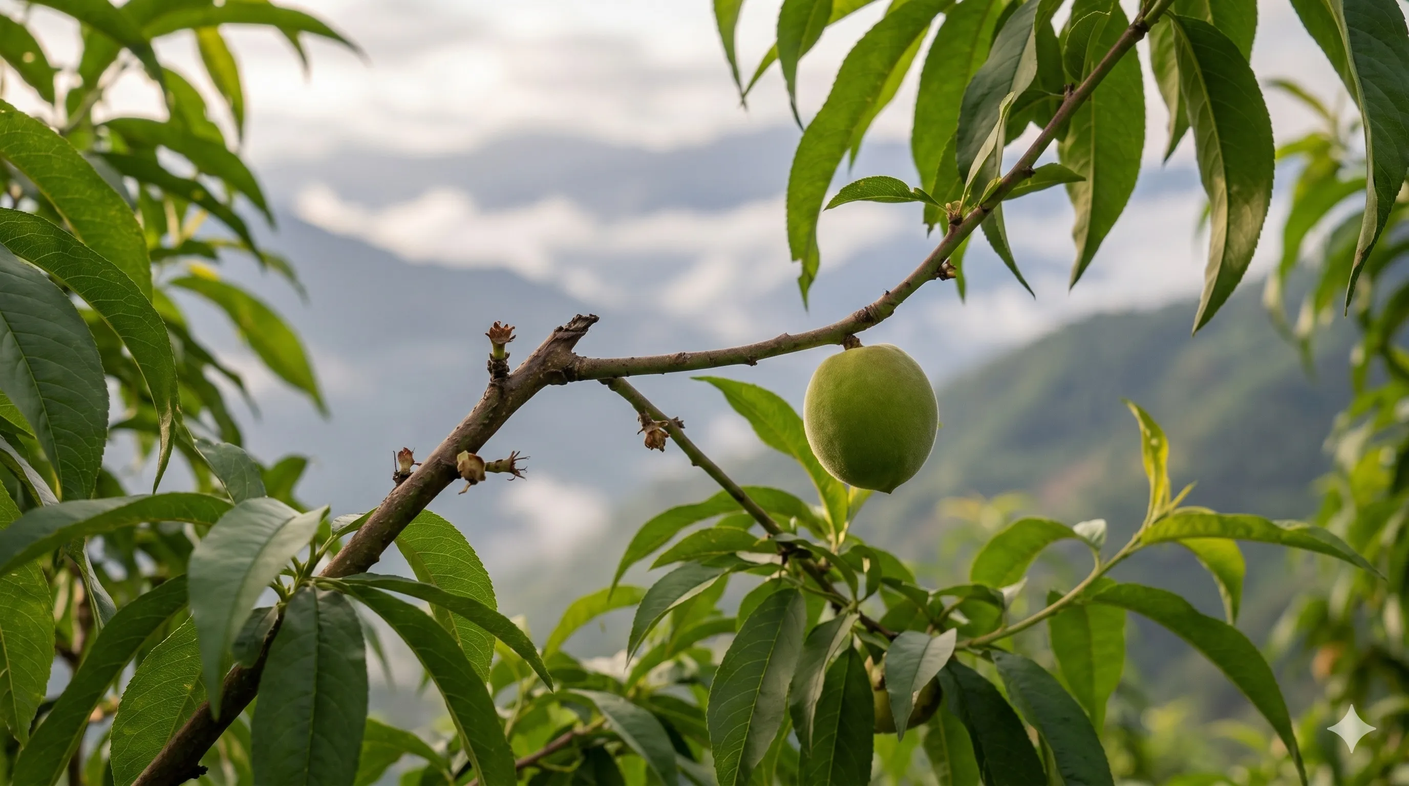〈🍑 水蜜桃疏果為什麼要剪掉好果子？阿義說：這一刀的取捨，決定夏天的甜〉