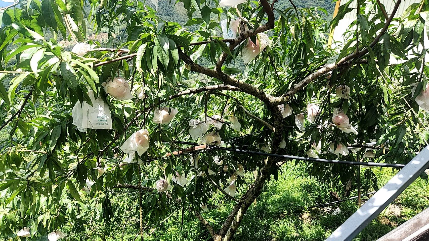 拉拉山水蜜桃套袋全記錄｜套袋時機、手感判斷與阿義老闆30年心得